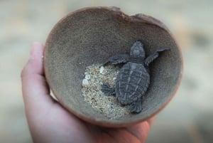 Bali Sud : excursion à Turtle Island en bateau à fond de verre