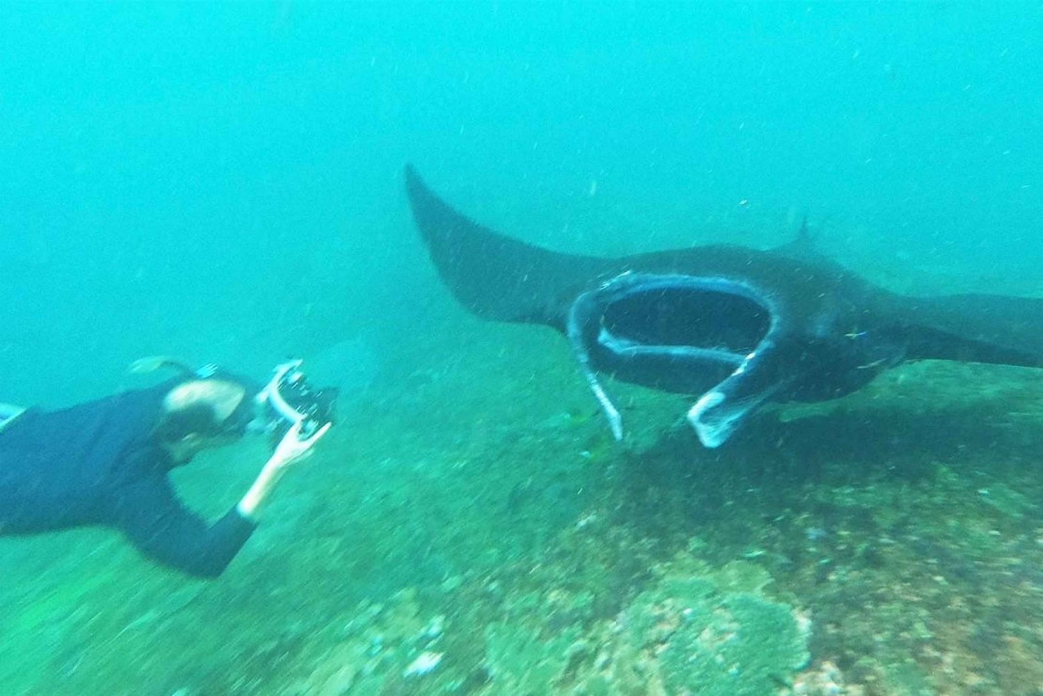 Nusa Penida: Private Manta Bay 5 Spot Snorkeling Trip