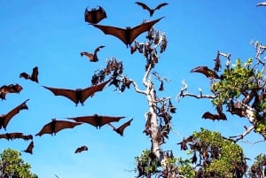 Solnedgångsresa: Kelor – Manjarite – Kalong Sunset