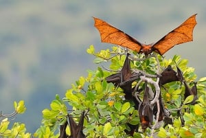 Solnedgångsresa: Kelor – Manjarite – Kalong Sunset