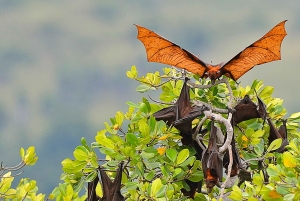 Sunset Trip: Kelor – Manjarite – Kalong Sunset