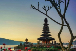Swim with Dolphins, Waterfall & Ulundanu Bratan Temple Tour