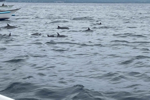 Uinti delfiinien kanssa