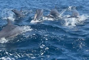 Nadar com golfinhos