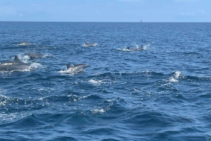 Simma med delfiner