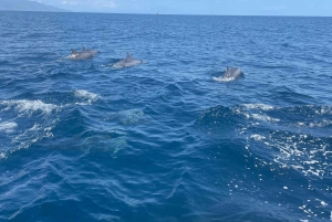 Swimming with dolphins