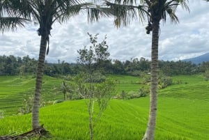 Tabanan: Belimbing Rice Terrace Trekking & Local Life Tour