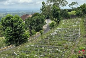 Bali: Lovina Schwimmen mit Delfinen & Schnorcheltour