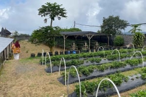 Bali: Lovina Schwimmen mit Delfinen & Schnorcheltour