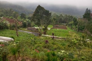 Bali: Lovina Schwimmen mit Delfinen & Schnorcheltour