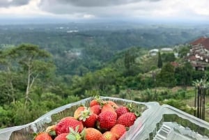 Bali: Lovina Schwimmen mit Delfinen & Schnorcheltour