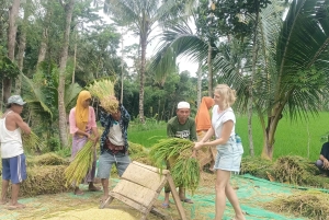 Tetebatu: Waterfalls, Spices, Rice Terrace, Monkey forest