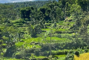 Tetebatu: Waterfalls, Spices, Rice Terrace, Monkey forest