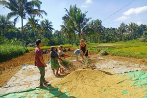 Tetebatu: Waterfalls, Spices, Rice Terrace, Monkey forest
