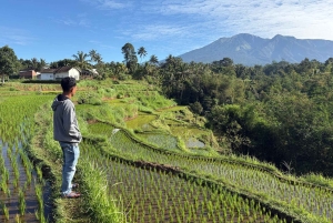 Tetebatu: Waterfalls, Spices, Rice Terrace, Monkey forest