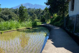 Tetebatu: Waterfalls, Spices, Rice Terrace, Monkey forest