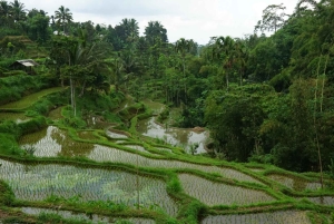 Tetebatu: Waterfalls, Spices, Rice Terrace, Monkey forest