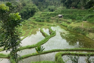 Tetebatu: Waterfalls, Spices, Rice Terrace, Monkey forest