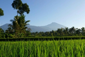 Tetebatu: Waterfalls, Spices, Rice Terrace, Monkey forest