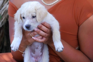 Verdens valpehimmel – en lykke på Bali med et formål