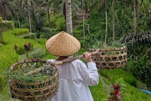 Top Highlights Ubud Private Day Tour