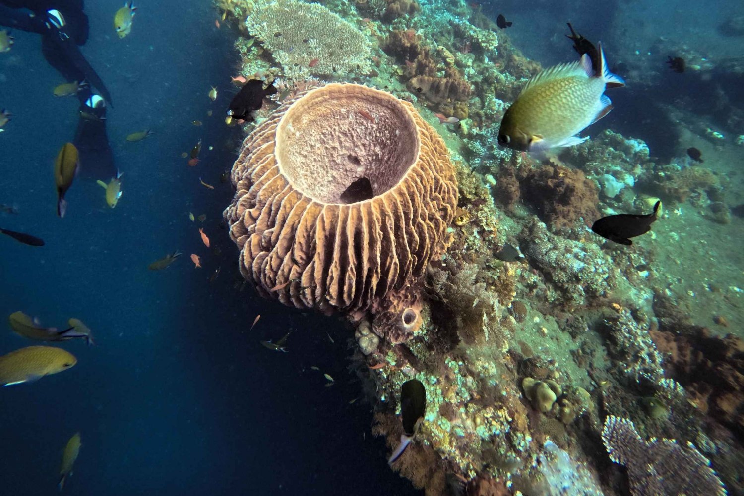 Tulamben Liberty Wreck 3 inmersiones excursión de un día desde el sur de Bali
