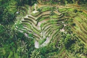 Ubud: 3-Day Tour with Sacred Monkey Forest Sanctuary.