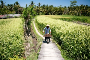 Ubud: 3-Hour Walking Tour with Lunch
