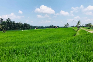 Ubud: Adventure Experience with Bike Tour Package with meal