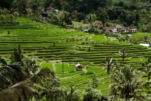 Ubud: All inclusive Tegallalang, Cascata e Tirta Empul