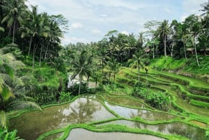 Ubud: All inclusive Tegallalang, waterval en Tirta Empul