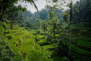 Ubud: All inclusive Tegallalang, waterval en Tirta Empul