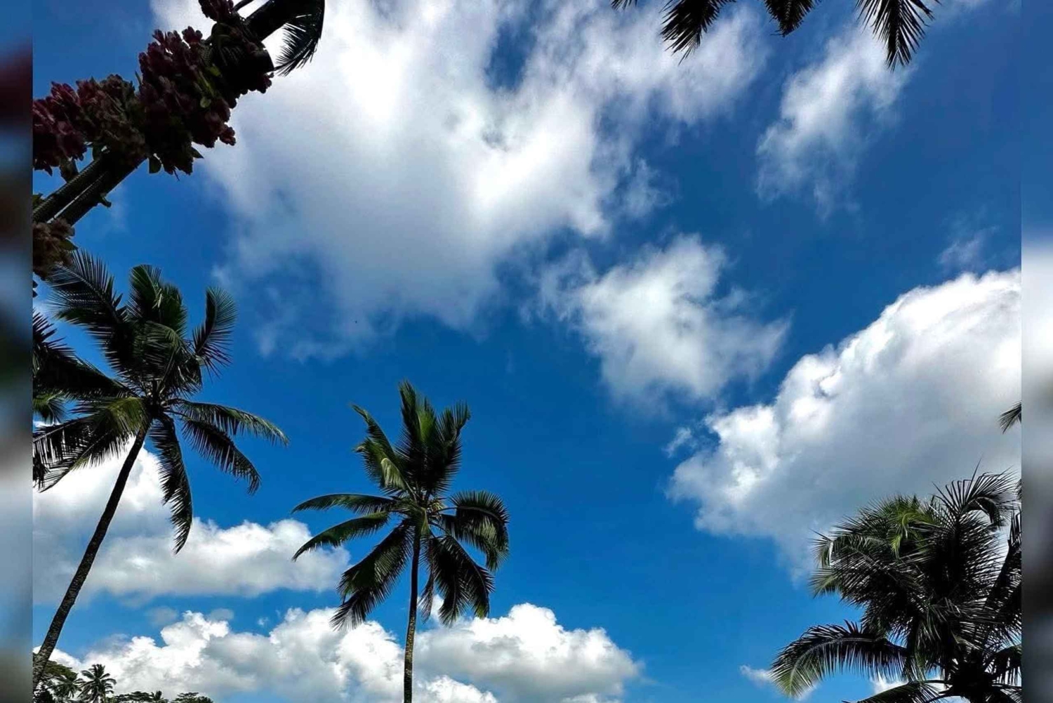 Ubud: Künstlerisches Abenteuer, heilige Affen und ländliche Ruhe