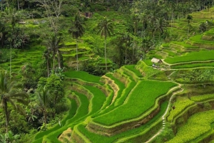ウブド：バリ島プリーナツアー（スイング＆テガラングライステラス付