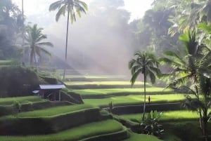 Ubud: Bali Swing, Water Temple, Rice Terrace, Waterfall Tour