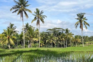 Ubud: balilainen ruoanlaittokurssi, riisipelto- ja markkinakierros