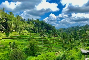 Ubud: Barong-dans, vattenfall och rissterrass