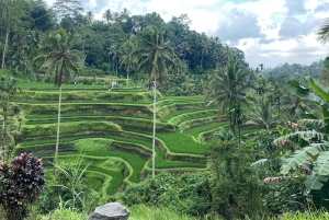 Ubud: Barong-dans, vattenfall och rissterrass
