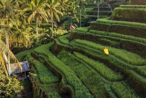Ubud : Besakih Temple, Waterfall and Swing with Rice Terrace