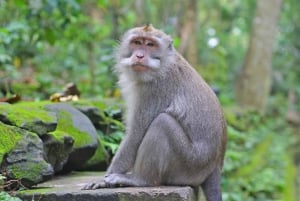 Ubud: Best of Ubud Private Day Tour with Local Guide