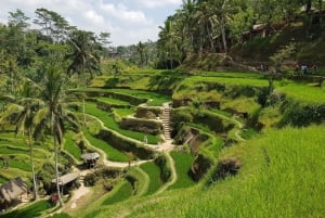 Ubud: Best of Waterfall Tour and Rice Terrace