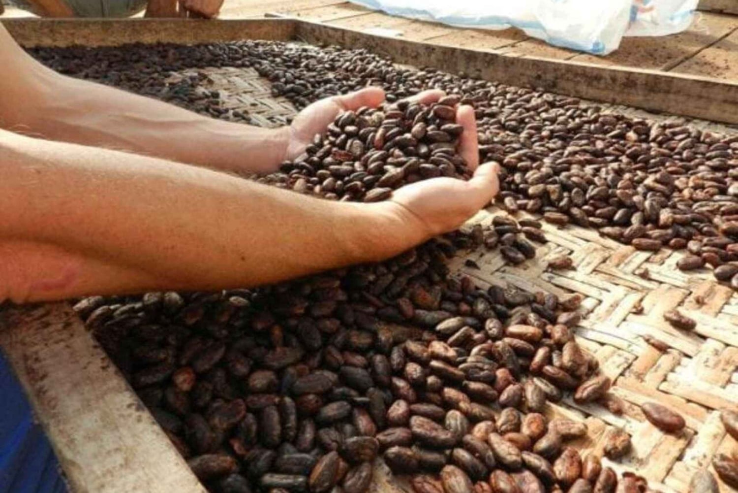 Ubud: Kakaoplantasjetur med sjokoladeverksted og smaksprøver