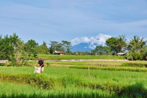 Ubud: Campuhan Ridge to Ubud Monkey Forest Walking Tour