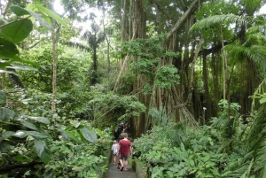 Ubud: Campuhan Ridge to Ubud Monkey Forest Walking Tour