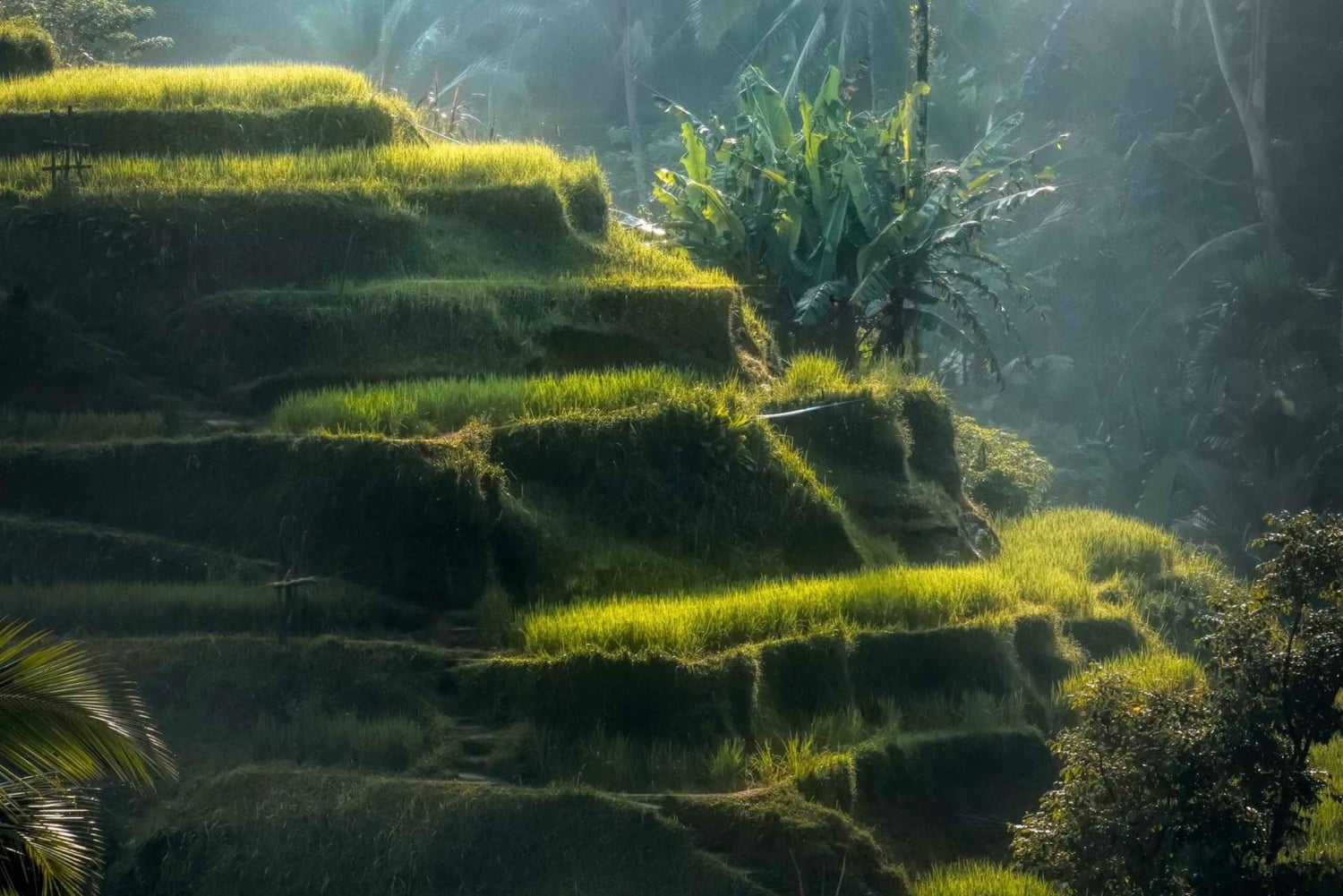 Ubud: Excursão clássica em Volkswagen vintage personalizado
