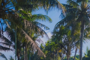 Ubud: Klassisk vintage Volkswagen-tur