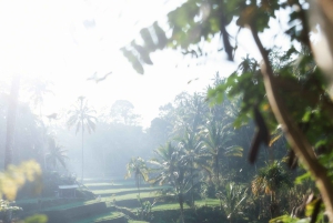 Ubud: Klassisk vintage Volkswagen-tur