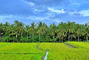 Ubud: Cultural and Nature Tour with Waterfall and Swing