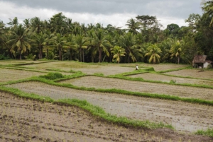 Ubud: Cultural and Nature Tour with Waterfall and Swing
