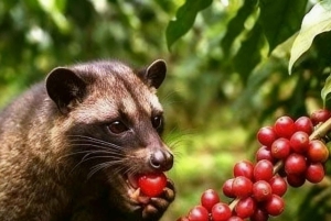 Ubud Cultural & Nature Discovery Tour